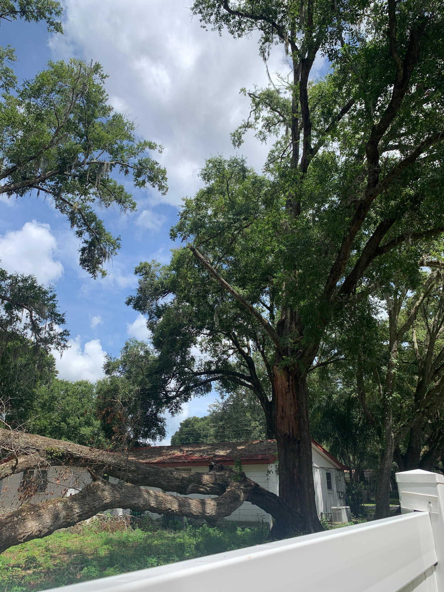 Affordable Tree Removal Hillsborough County