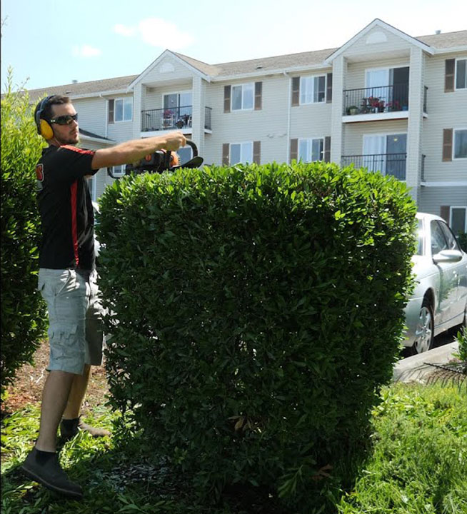Discount Tree Services Temple Terrace